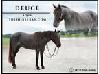 Meet Deuce Blue Roan AQHA Gelding - Available on [url removed]