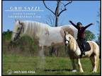 Meet Sarah Registered Gypsy Vanner Mare - Available on [url removed]