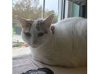 Adopt Gizmo a White Domestic Shorthair / Domestic Shorthair / Mixed cat in
