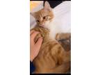 Adopt Simba a Orange or Red Persian / Mixed (short coat) cat in Falls Church