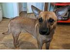 Adopt Chimera a Brown/Chocolate Feist / Mixed dog in Newport, KY (40697436)