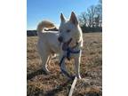 Adopt Enzo a White Husky / Mixed (short coat) dog in Marshall, NC (40718134)