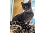 Adopt Yunobo a Gray or Blue Domestic Shorthair / Domestic Shorthair / Mixed cat