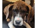 Adopt Chance a Brindle Plott Hound / Mixed dog in Spartanburg, SC (41292132)