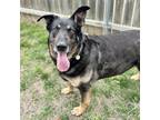 Adopt Naga a Black Mixed Breed (Large) / Mixed dog in Lansing, MI (41116730)