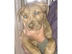 Adopt Chapati a Brown/Chocolate Mixed Breed (Large) / Mixed dog in Bartlesville