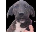 Adopt Dee a Brindle Plott Hound / Redbone Coonhound / Mixed dog in Bartlesville