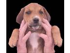 Adopt Dinka a Tan/Yellow/Fawn Plott Hound / Mixed dog in Bartlesville