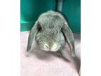 Adopt Hops a Grey/Silver Other/Unknown / Mixed rabbit in Marathon, FL (41230349)