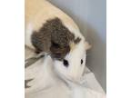 Adopt Othello a Cream Guinea Pig / Guinea Pig / Mixed small animal in