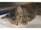Adopt Pacifica a Gray or Blue (Mostly) Domestic Shorthair / Mixed (short coat)