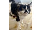 Adopt Ella a Black & White or Tuxedo Domestic Longhair / Mixed (long coat) cat