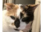 Adopt Bonnie a Calico or Dilute Calico American Shorthair / Mixed (short coat)