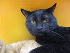 Adopt PETER a All Black Domestic Mediumhair / Mixed (medium coat) cat in