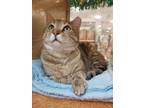 Adopt Tia a Brown Tabby Domestic Shorthair (short coat) cat in Fremont