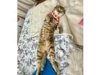 Adopt Teddy a Gray, Blue or Silver Tabby Domestic Shorthair / Mixed (short coat)