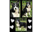 Adopt Quincy a Black - with White Husky / Australian Shepherd / Mixed dog in