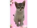 Adopt Vail a Brown Tabby Domestic Shorthair (short coat) cat in Delray Beach