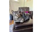 Adopt Jim a Gray or Blue Tabby / Mixed (short coat) cat in Richmond