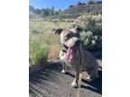 Adopt Kinzley a Brindle - with White American Pit Bull Terrier / Mixed dog in