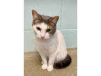 Adopt Frannie a White Domestic Shorthair / Domestic Shorthair / Mixed cat in