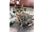 Adopt Silas a Brown Tabby Domestic Shorthair / Mixed Breed (Medium) / Mixed