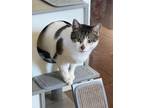 Adopt Daisy a Spotted Tabby/Leopard Spotted American Shorthair / Mixed (short