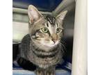 Adopt Troy a Gray or Blue Domestic Shorthair / Mixed Breed (Medium) / Mixed