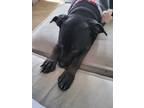 Adopt Bella a Black Labrador Retriever / American Pit Bull Terrier / Mixed dog