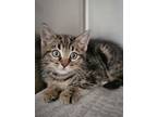 Adopt Artichoke a Gray or Blue Domestic Shorthair / Mixed Breed (Medium) / Mixed