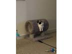 Adopt Olive a Calico or Dilute Calico Domestic Shorthair / Mixed (short coat)