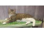 Adopt Josh a Brown Tabby Domestic Shorthair / Mixed Breed (Medium) / Mixed