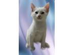 Adopt SnowWhite a White (Mostly) Domestic Shorthair (short coat) cat in Delray