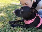 Adopt Freya a Black - with White American Pit Bull Terrier / Mixed dog in