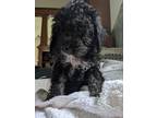 Adopt Squiggles a Black - with White Shih Poo / Mixed dog in Warren