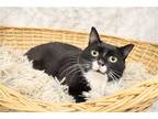 Adopt Magic a Domestic Shorthair / Mixed cat in League City, TX (41291370)