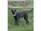 Adopt Pj a Black Labrador Retriever / Mixed dog in Woodbridge, VA (41291346)