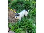 Adopt Kamori a White - with Black Schnauzer (Miniature) dog in Garland