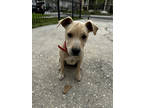 Adopt Peanut IN FOSTER a Tan/Yellow/Fawn Labrador Retriever / Mixed dog in New