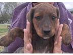Adopt Doot a Brindle Plott Hound / Mixed dog in Bartlesville, OK (41291454)