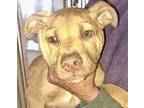 Adopt Brioche a Brown/Chocolate Mixed Breed (Small) / Mixed Breed (Medium) /