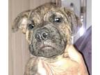 Adopt Vanocka a Brown/Chocolate Mixed Breed (Large) / Mixed dog in Bartlesville