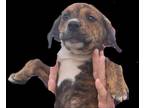 Adopt Diddle a Brindle Plott Hound / Mixed dog in Bartlesville, OK (41291448)