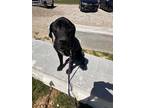 Adopt Tom a Black Labrador Retriever / Great Dane dog in Linton, IN (40716171)