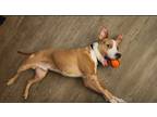 Adopt Mikey a Tan/Yellow/Fawn - with White American Pit Bull Terrier / Mixed dog