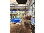 Adopt Russia (Elizabeth) a Gray or Blue Domestic Shorthair / Mixed cat in