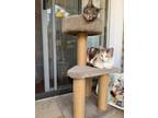 Adopt Lulu a Calico or Dilute Calico American Shorthair / Mixed (short coat) cat