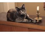 Adopt May & June a Calico or Dilute Calico American Shorthair / Mixed (short