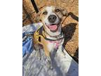 Adopt Bingo a Tan/Yellow/Fawn - with White Hound (Unknown Type) / Mixed dog in