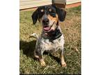 Adopt Arabella a Gray/Silver/Salt & Pepper - with Black Beagle / Mixed dog in
